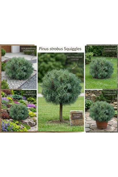 Сосна веймутова Сквіглс в ландшафті